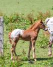 Poulain  appaloosa
