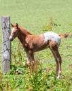 Poulain  appaloosa