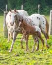 Poulain  appaloosa