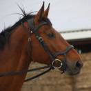 Cheval de sport pour CCE AMAT 1 / Elite 