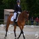 Ruin Zangersheide Te koop 2005 Donker bruin / bai ,  Diarado Holst Warmblut