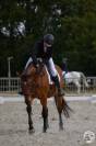 Ruin Zangersheide Te koop 2005 Donker bruin / bai ,  Diarado Holst Warmblut