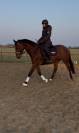Ruin Zangersheide Te koop 2005 Donker bruin / bai ,  Diarado Holst Warmblut