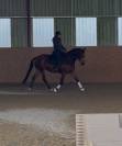 Ruin Zangersheide Te koop 2005 Donker bruin / bai ,  Diarado Holst Warmblut