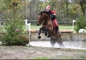 Cheval de sport pour CCE AMAT 1 / Elite 
