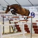 &Agrave; vendre Jument de sport par Canabis d&rsquo;Alain