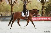 &Agrave; vendre Jument de sport par Canabis d&rsquo;Alain