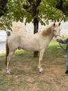 Poney D Plein papier lusitanien 