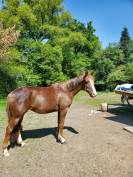 Jument de 6 ans. PSA. 