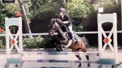 Pony sportiva