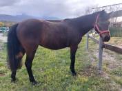 Pony sportiva