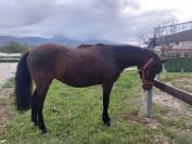 Pony sportiva