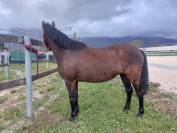 Pony sportiva