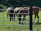 pension chevaux au pr&egrave;s