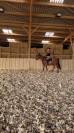 Cheval demi sang arabe de 8ans