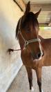 Cheval demi sang arabe de 8ans