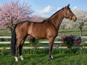 Jument - Selle Fran&ccedil;ais - 6 ans -Dressage /CSO - France