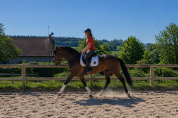 Jument - Selle Fran&ccedil;ais - 6 ans -Dressage /CSO - France