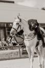 Hongre - Lusitanien - 14 ans - Dressage PSG - France