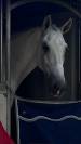 Hongre - Lusitanien - 14 ans - Dressage PSG - France