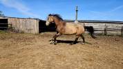 Quarter horse ONC Isabelle 4ans