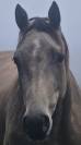 Quarter horse ONC Isabelle 4ans