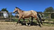 Quarter horse ONC Isabelle 4ans