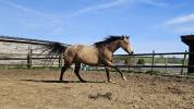 Quarter horse ONC Isabelle 4ans