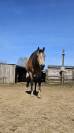 Quarter horse ONC Isabelle 4ans
