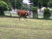 Equestrian property  Vend&eacute;e