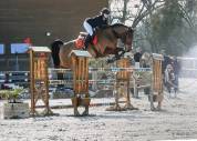 Jument de CSO 