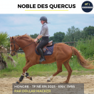 NOBLE DES QUERCUS - TF - 3 ANS