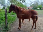 Poulain Pur-Sang Arabe ENDURANCE