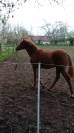 Poulain Pur-Sang Arabe ENDURANCE