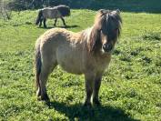 M&acirc;le mini shetland pp