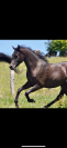 Jument noire homozygote 