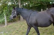 Jument noire homozygote 