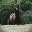 Pouliche noire homozygote 2025
