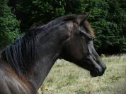 Pouliche noire homozygote 2025