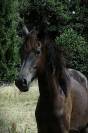 Pouliche noire homozygote 2025