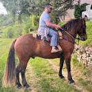 Cheval ONC 6 ANS