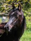 Magnifique poulain pur sang arabe noir 