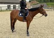 Hongre 6 ans - SF - 162cm