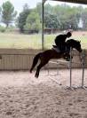 cheval &agrave; vendre jument 7 ans gros potentiel 