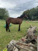 cheval &agrave; vendre jument 7 ans gros potentiel 