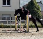 Cheval Selle Fran&ccedil;ais 