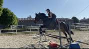 Cheval Selle Fran&ccedil;ais 