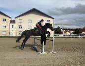 Cheval Selle Fran&ccedil;ais 