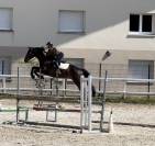 Cheval Selle Fran&ccedil;ais 