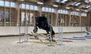Cheval Selle Fran&ccedil;ais 